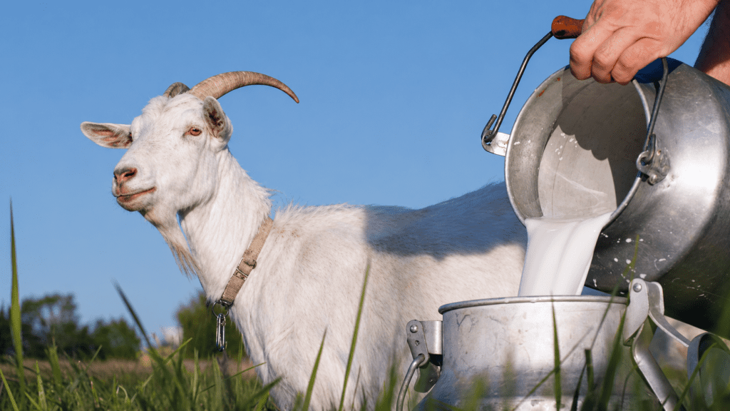 Turning Goat Milk Into Gold: Farmers Tap Agro-Processing Power Turning Goat Milk Into Gold: Farmers Tap Agro-Processing Power